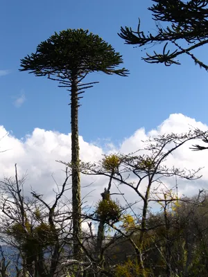 Araucaria araucana - Араукария чилийская - Araucaria araucana -  cieplucha.com.pl