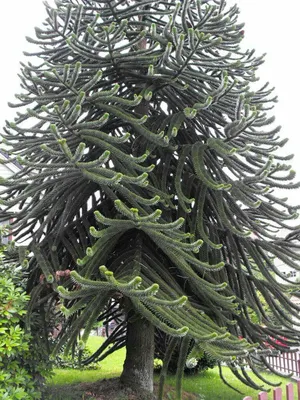 Араукария чилийская (Araucaria araucana, imbricata)