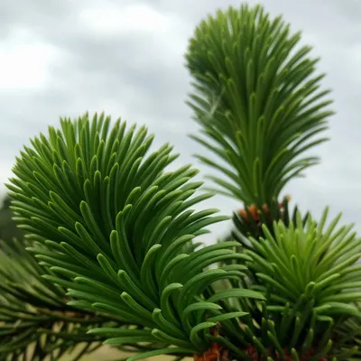 Араукария Чилийская — стоковые фотографии и другие картинки Pinaceae -  Pinaceae, Араукария чилийская, Без людей - iStock