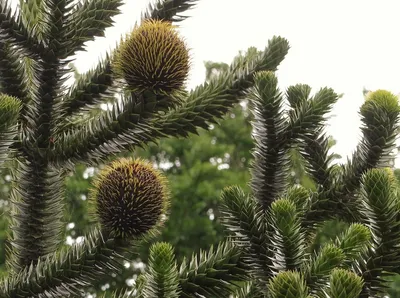 Араукария чилийская Araucaria araucana 3л (Н) — цена в LETTO