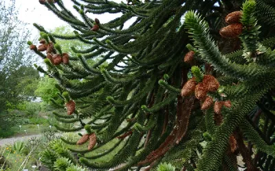 Араукария Чилийская Azaleas Кустарники И Цветок Границы В Сад — стоковые  фотографии и другие картинки Араукария чилийская - iStock