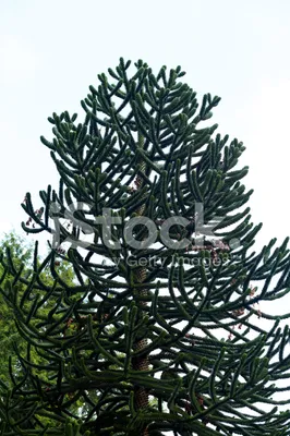 Араукария чилийская (лат. Araucaria araucana) :: Tamara * – Социальная сеть  ФотоКто