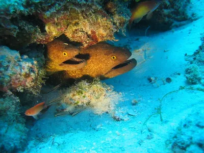 Гоа, пляж, Аравийское море, рассвет …» — создано в Шедевруме