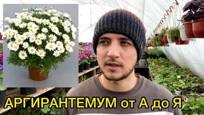 Argyanthemum frutescens 'Lollies Berry Gummy' - Аргирантемум - рассада  летников питомник Петербург