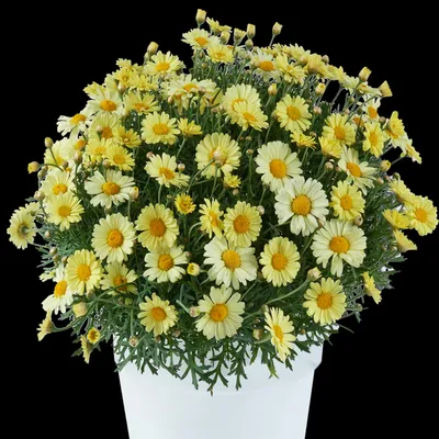 Аргирантемум (Argyranthemum)