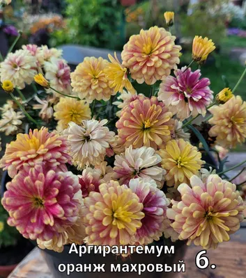 Аргирантемум \"Вайн Ред\" (Argyranthemum Day-Zee® Wine Red) - Аргирантемум  (Argyranthemum) - Горшечные - Каталог - Pitomnik-Kolos.ru