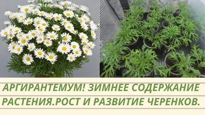 Аргирантемум кустарниковый - Травянистые растения для открытого грунта -  GreenInfo.ru