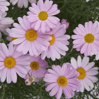 Argyanthemum frutescens 'Lollies White Chocolate ' - Аргирантемум - рассада  летников питомник Петербург