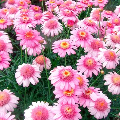 Аргирантемум \"Ванила\" (Argyranthemum Day-Zee® Vanilla) - Аргирантемум  (Argyranthemum) - Горшечные - Каталог - Pitomnik-Kolos.ru