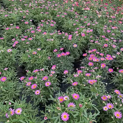 Аргирантемум \"Пинк\" (Argyranthemum Day-Zee® Pink) - Аргирантемум  (Argyranthemum) - Горшечные - Каталог - Pitomnik-Kolos.ru