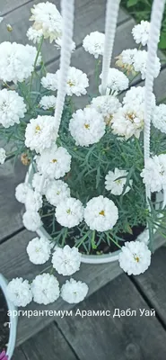 Аргирантемум (Argyranthemum)