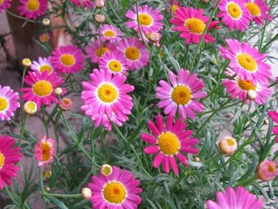 Коллекции растений ЦСБС СО РАН - Argyranthemum frutescens (L.) Sch.Bip. –  Аргирантемум кустарниковый