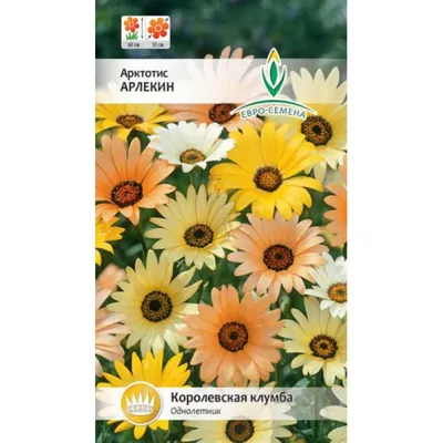 Арктотис гибридный Арлекин (семена,цветы) | ⚡ Бесплатная доставка завтра |  AliExpress