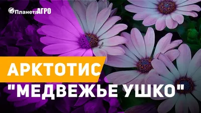 Семена цветов Арктотис гибридный \"Арлекин\" купить по цене 50 ₽ в  интернет-магазине KazanExpress