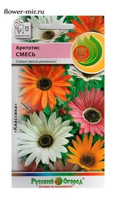 Цветы арктотис - 80 фото