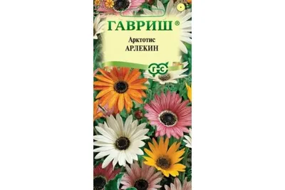 Арктотис: фото цветов, виды, сорта, выращивание из семян, посадка, уход |  Pollination, Friendly, Flowers