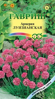 Арктотис: выращивание из семян, посадка и уход в открытом грунте