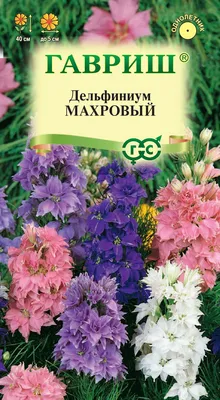 Арктотис Евросемена Растения для сада - купить по выгодным ценам в  интернет-магазине OZON (1012294154)
