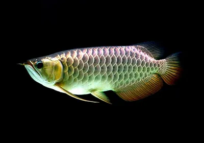 Арована в аквариуме - грация и изящество, Osteoglossum bicirrhosum. Silver  Arowana - YouTube