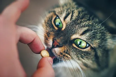 Маленький котенок КОШКИ MILBETEL глистогонное 2 таблетки