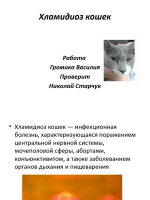 Энвайр - противоглистный препарат для кошек