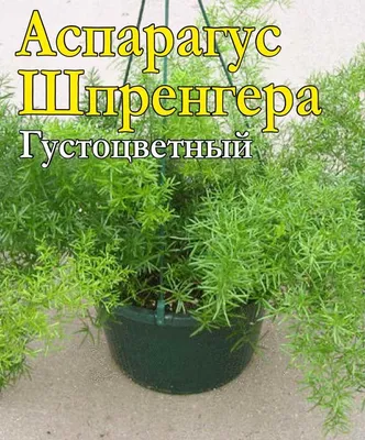 Архив Аспарагус шпренгера - шикарный ✔️ 70 грн. ᐉ Другие комнатные растения  в Киеве на BON.ua 21258924