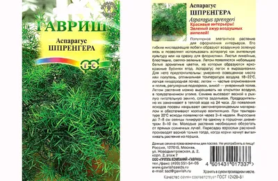 Аспарагус Шпренгера (Аспарагус) Зеленый | Купить искусственные растения в  Москве
