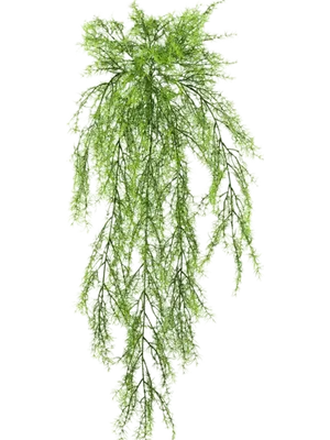 Аспарагус Шпренгера — лучший вариант для каскадного озеленения. Уход в  домашних условиях. Фото — Ботаничка