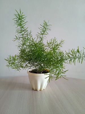 Комнатные растения и Саженцы Аспарагус Шпренгера живое комнатное растение  25-35 см
