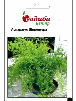 Заказать Аспарагус Шпренгера, Asparagus densiflorus Sprengeri с доставкой  по всей Украине - 1508245908