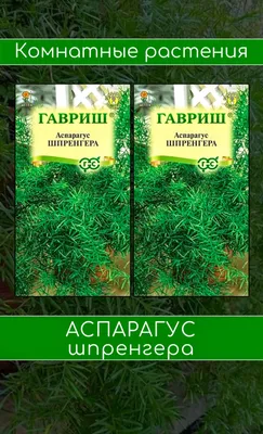 Аспарагус Шпренгера (Asparagus sprengeri) Аспарагус (комнатная спаржа). Как  ухаживать | floravdome.ru | Asparagus fern, Cool plants, Plants