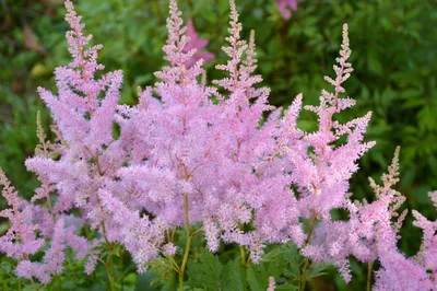 Астильба арендса Аметист Astilbe arendsii Amethyst - купить многолетники с  доставкой по Украине в магазине Добродар