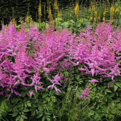 Астильба Арендса Amethyst Astilbe arendsii Amethyst - купить сорт в  питомнике, саженцы в Санкт-Петербурге