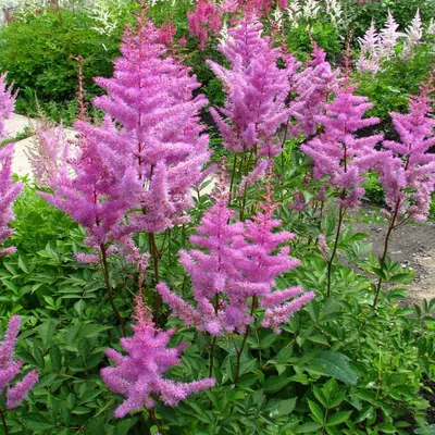 Астильба Арендса Аметист / Astilbe Arendsii Hybrida Amethyst | Декоративные  растения и кустарники , каталог саженцев \"Вострасад\"