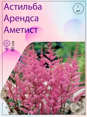 Астильба Arendsii Amethyst с5 820 руб. В наличии.