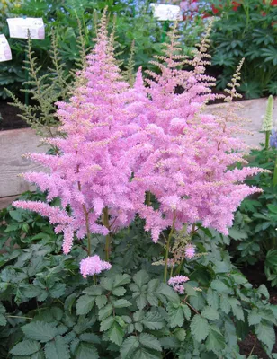 Astilbe Arendsii \"Amethist\", Астильба Аметист, купить в питомнике, Времена  года Лесколово