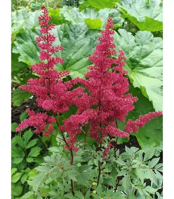 Астильба китайская \"Хат энд Соул\" Astilbe chinensis 'Heart and Soul' -  купить саженцы в Минске и Беларуси