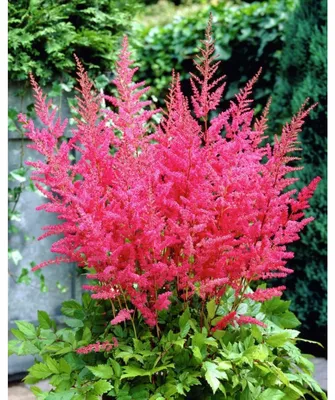 Астильба (ASTILBE) - «Астильба. Многолетнее неприхотливое растение. Цветет  красивыми метелками и не требует особого ухода. » | отзывы