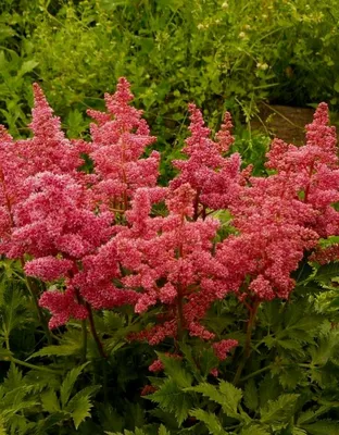 Астильба (ASTILBE) - «Ёлки-метёлки » | отзывы