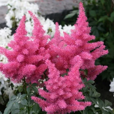 Розовый аметист Astilbe в летнем саду Стоковое Изображение - изображение  насчитывающей флористическо, пинк: 191160513