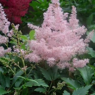 Астильба арендса Аметист Astilbe arendsii Amethyst - купить многолетники с  доставкой по Украине в магазине Добродар