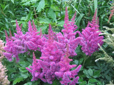 Астильба Арендса 'Аметист'. (Astilbe arendsii 'Amethyst') купить в  интернет-магазине ЦВІТСАД с доставкой по Украине