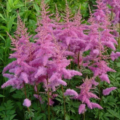 Астильба Арендса 'Аметист'. (Astilbe arendsii 'Amethyst') купить в  интернет-магазине ЦВІТСАД с доставкой по Украине