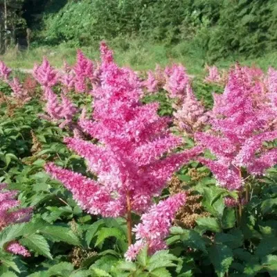 Астильба китайская Purple Glory купить в Санкт-Петербурге