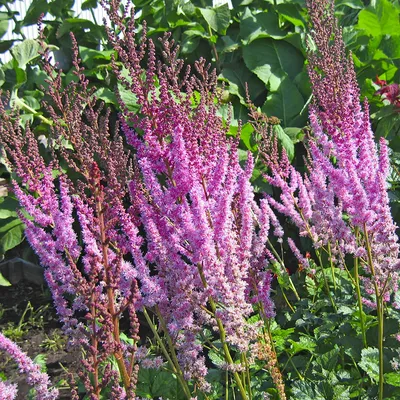 ASTILBE tacquetii 'Superba' - Superba Meadow Sweet