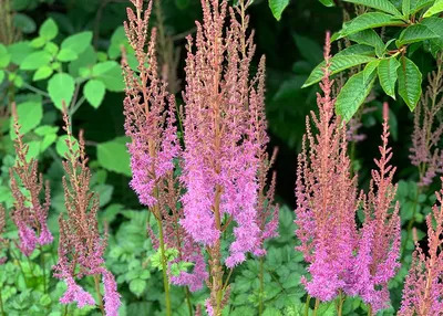 Astilbe Chin Taq Superba | Sandy Ridge Farms