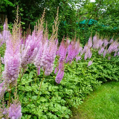 Астильба китайская Суперба (Astilba chinensis Superba) | АГРОНЕО