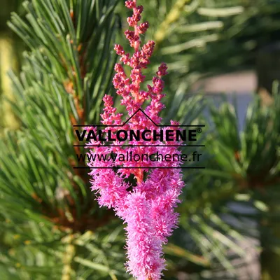 Superba Chinese Astilbe - Astilbe chinensis var taquetii 'Superba' –  ServeScape