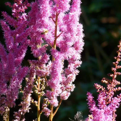 ASTILBE chinensis 'Superba'