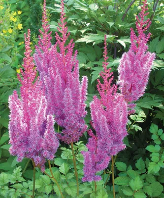 ASTILBE chinensis 'Superba'